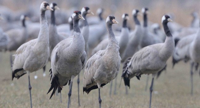 Grues cendrées (Grus grus) - Crédit photo : Christine Tomasson