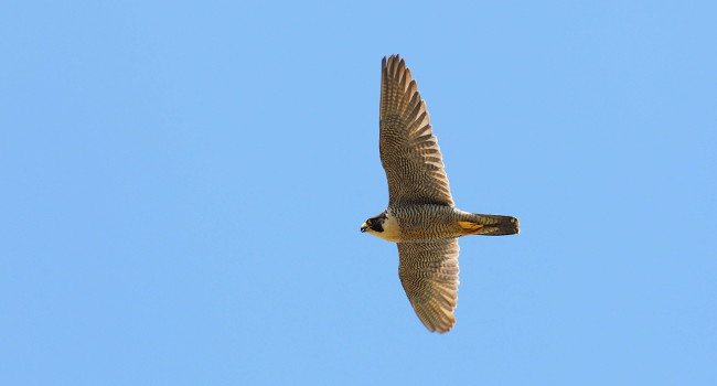 Faucon pèlerin (Falco peregrinus) - crédit photo : Armel Deniau / LPO