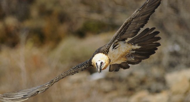 Gypaète barbu (Gypaetus barbatus) - Crédit photo : Bruno Berthémy
