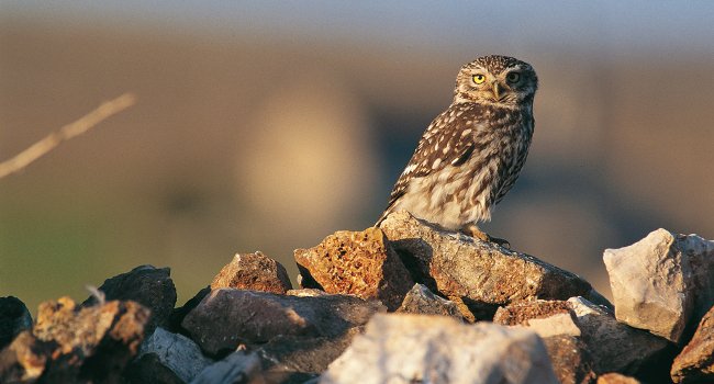 Chevêche d'Athéna (Athene noctua) - Crédit photo : Fabrice Cahez