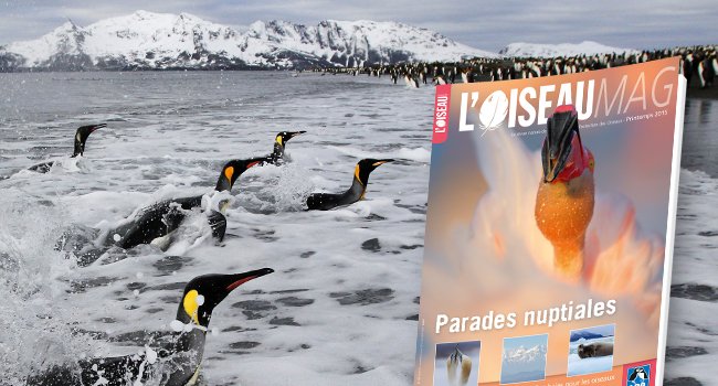 Retour de pêche pour ces manchots royaux (Aptenodytes patagonicus) qui nourriront leurs poussins sur la plage de Salisbury Plain. Île de Géorgie du Sud - 2012 - Crédit photo : Laurent Cocherel