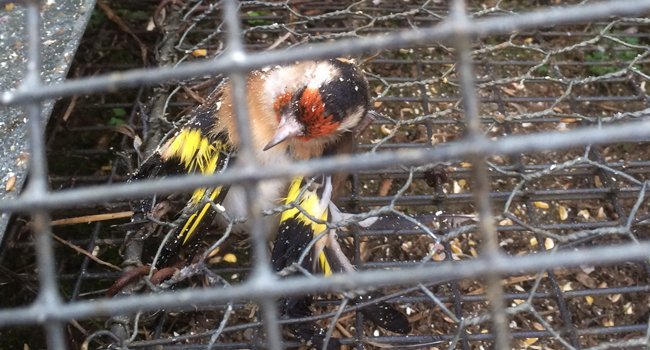 Chardonneret Elégant (Carduelis carduelis) - Crédit photo : LPO