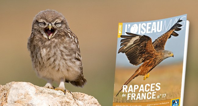 Chevêche d’Athéna (Athene noctua) - Crédit photo : Olivier Simon