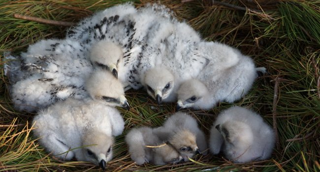 Aigles de Bonelli (Aquila fasciata) - Crédit photo : Christian Pacteau