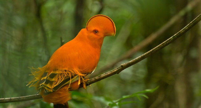  Coq-de-roche orange (Rupicola rupicola) - Crédit photo : Guillaume Feuillet