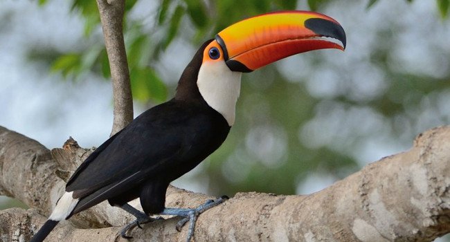 Toucan toco (Ramphastos toco) - Crédit photo : Jean-Claude Fournier