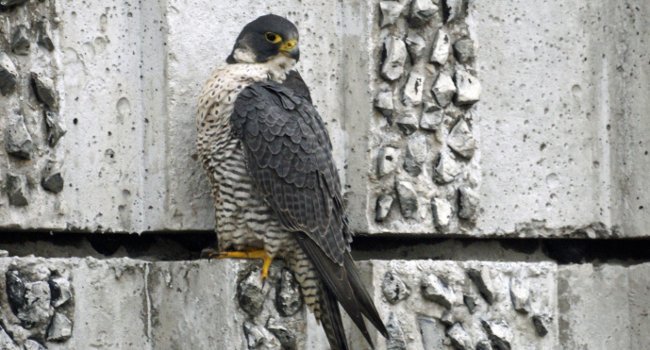 Faucon pèlerin (Falco peregrinus) - Crédit photo : Danièle Monier