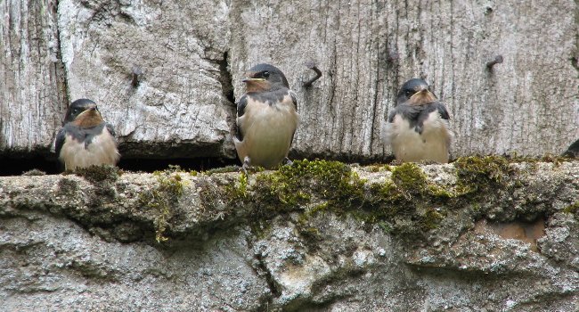 Hirondelle rustique (Hirundo rustica) - Crédit photo : Michel Caupenne