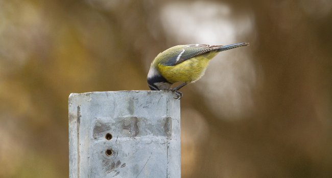 Mésange bleue (Cyanistes caeruleus) et poteau - Rémi Collange/ ASPAS