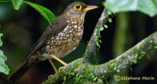 Grive à pieds jaunes (Turdus lherminieri) - Crédit photo : Stéphane Morin