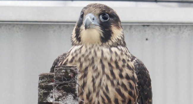 Faucon pèlerin (Falco peregrinus) - Crédit photo : V. Champion