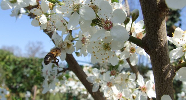 Abeille et Cerisier - Crédit photo : Teddy Rousse