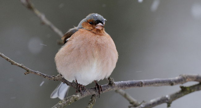 Pinson des arbres (Fringilla coelebs) - Crédit photo : F. Cahez