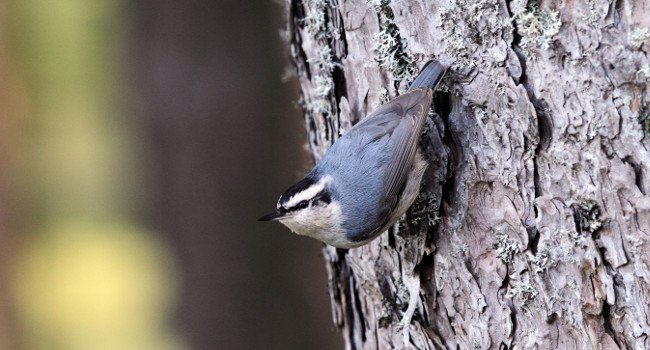 Sittelle corse (Sitta whiteheadi) - Crédit photo : Christian Aussaguel