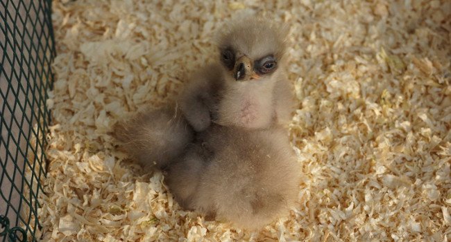 Aigle de Bonelli (Aquila fasciata) - Crédit photo : Christian Pacteau