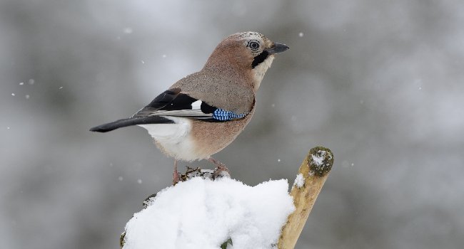 Geai des chênes (Garrulus glandarius) - Crédit photo : F. Cahez