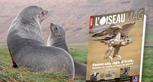 Famille d’otarie à fourrure de Kerguelen (Arctocephalus gazella), avec le nouveau-né de l’année - Crédit photo : Valentin Nivet-Mazerolles // Faucon sacre (Falco cherrug) - Crédit photo : Xavier Eichaker / Biosphoto