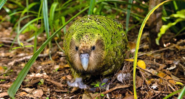 Kakapo - Crédit photo : Mark Carwardine / Naturepl.fr