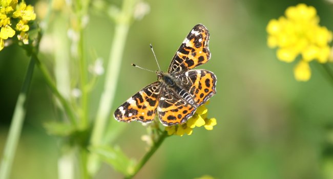 Carte géographique (Araschnia levana) - Crédit photo : Nicolas Macaire