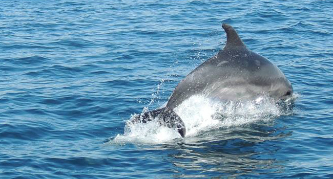 Grand dauphin (Tursiops truncatus) - Crédit photo : LPO Charente-Maritime