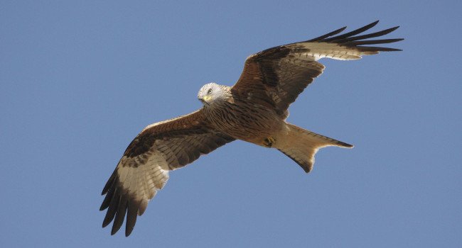 Milan royal (Milvus milvus) - Crédit photo : Bruno  Bruno Berthémy