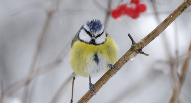 Mésange bleue (Cyanistes caeruleus) - Crédit photo : Fabrice Cahez