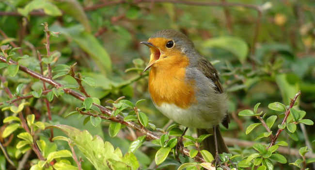 Rougegorge familier (Erithacus rubecula) - Crédit photo : Fabrice Croset