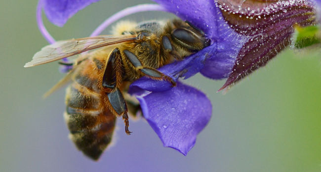 Abeille - Crédit photo : Fabrice Cahez