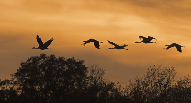 Grues cendrées (Grus grus) – Crédit photo : Jean-Paul Leau