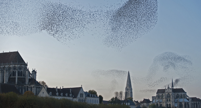 Étourneaux sansonnets en vol (Sturnus vulgaris) – Crédit photo : Jean-Paul Leau