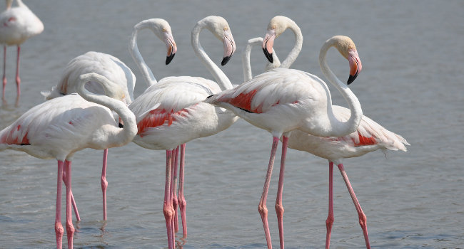 Flamants roses (Phoenicopterus roseus) - Crédit photo : Fabrice Croset