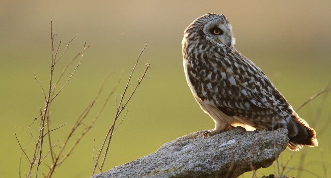 Hibou des marais (Asio flammeus) - Crédit photo : Grégory Smellinckx