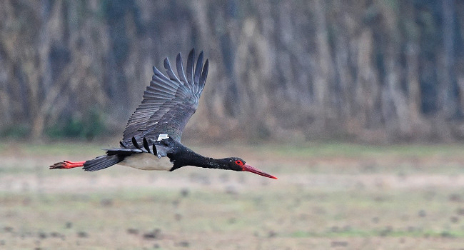 Cigogne noire (Ciconia nigra) – Crédit photo : Antoine Joris