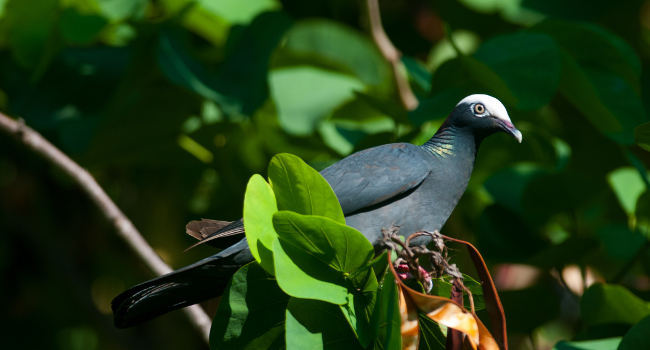 Pigeon à couronne blanche (Patagioenas leucocephala) – Crédit photo : Frantz Duzont