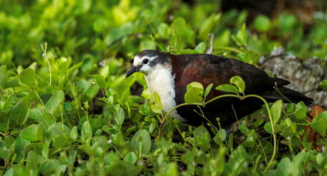 Gallicolombe érythroptère (Alopecoenas erythropterus), le « Tutururu » - Crédit photo : Marie-Helene Burle/Island Conservation