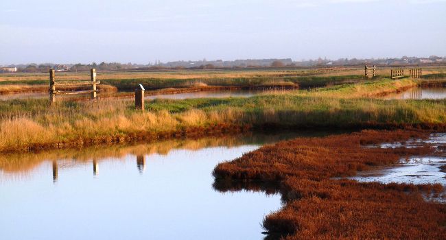 Réserve naturelle de Moëze-Oléron - Crédit photo : Philippe Delaporte