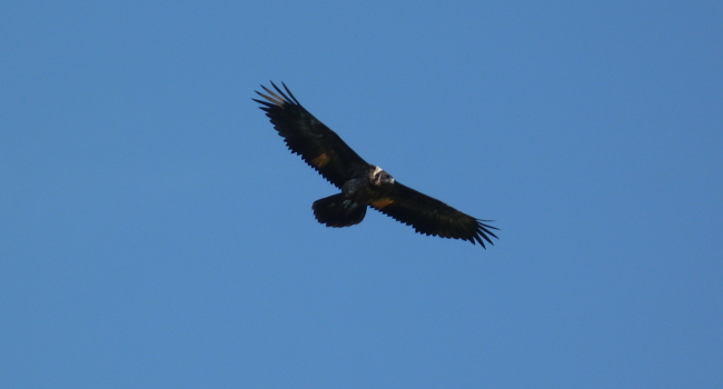 Gypaète barbu (Gypaetus barbatus) juvénile - Crédit photo : Aurélie Guégnard