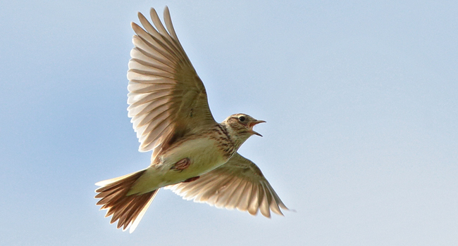 Alouette des champs (Alauda arvensis) - Crédit photo : Alain Boullah