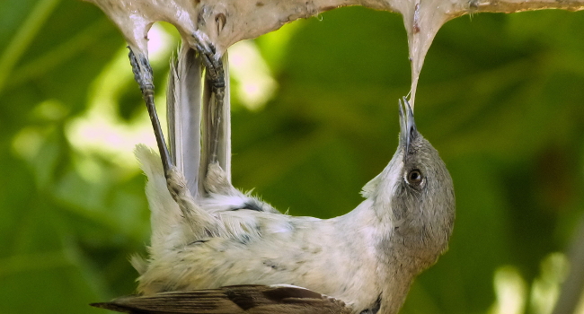 lesser whitethroat 24 650