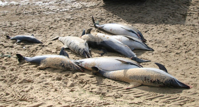 Dauphins communs (Delphinus delphis) - Crédit photo : RNE