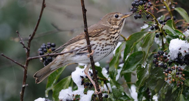 Grive musicienne (Turdus philomelos) - Crédit photo : Fabrice Cahez