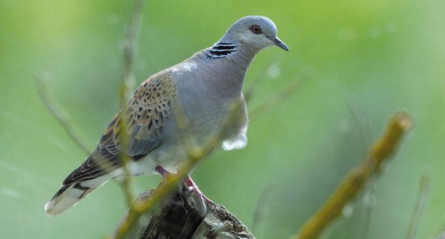 Tourterelle des bois (Streptopelia turtur) – Crédit photo : Fabrice Cahez