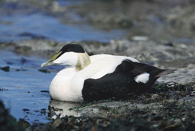 17 eider a duvet c photo emile barbelette lpo