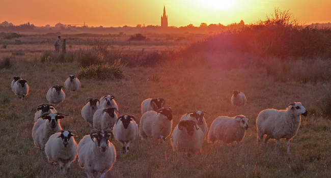 650 moutons reservernmocphilippedelaporte