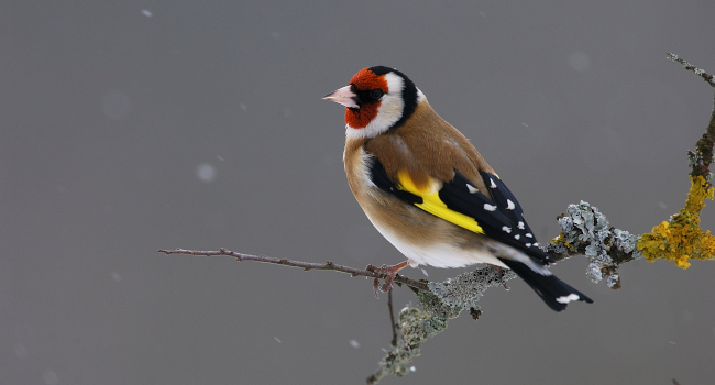 chardonneret elegant (carduelis carduelis) crédit photo : fabrice cahez