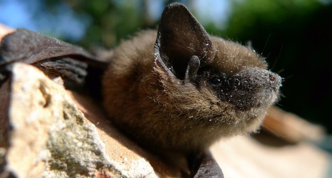 Chauves-souris - Credit : Philippe Jourde