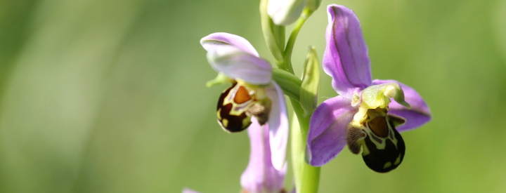 ophrys abeille nicolas macaire016 720 275pix