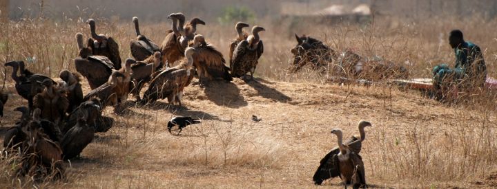 Vatours fauves (Gyps fulvus), Sénégal - Crédit photo : Alison Duncan