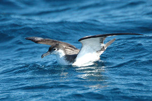 Bullershearwater-_Puffin_de_Buller