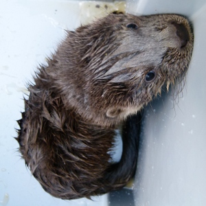 Loutre_rcupr_en_17_-_Blsse_arrire_-_Photo_Xavier_Reyrat_13